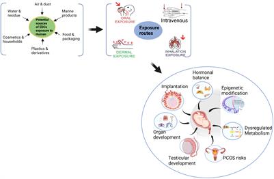 Modulation of fetoplacental growth, development and reproductive function by endocrine disrupters